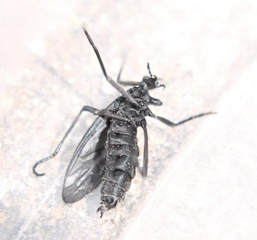 Penthetria funebris