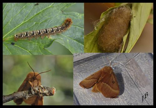Lasiocampa quercus