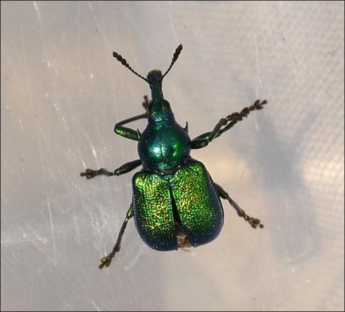 Byctiscus betulae
