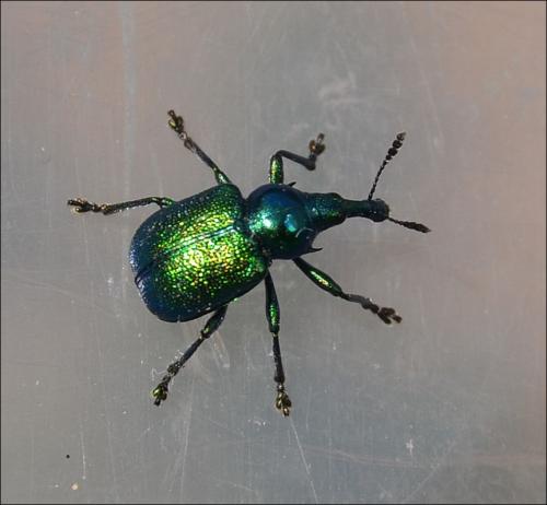 Byctiscus betulae