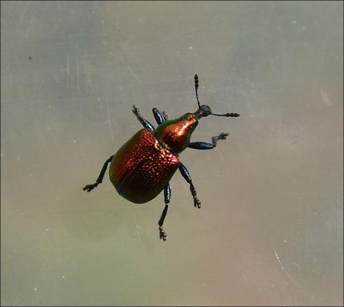 Byctiscus populi