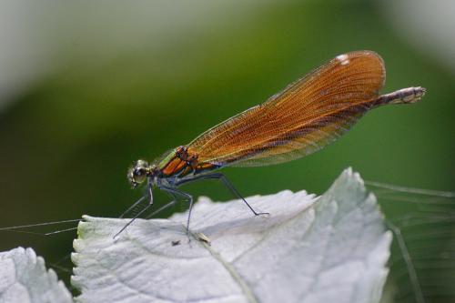 Calopteryx virgo