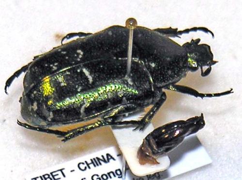 Etalage sp.