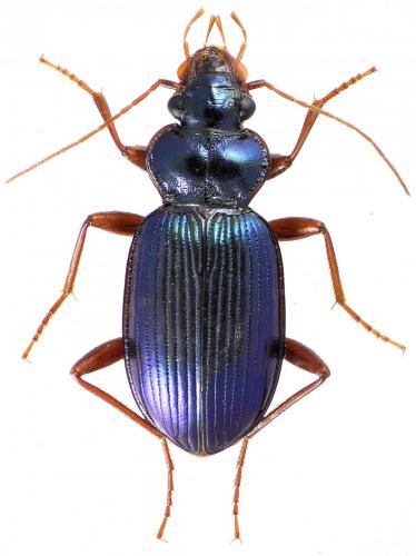 Réf. 126 616 : Leistus spinibarbis