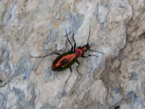 Carabus splendens