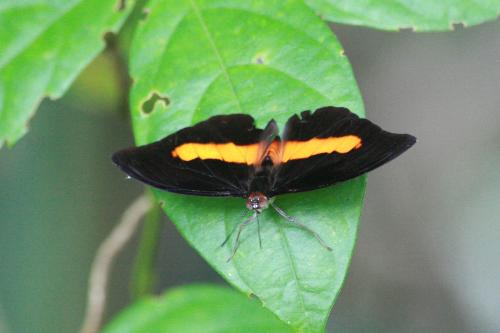 Réf. 126 999 : Catonephele orites