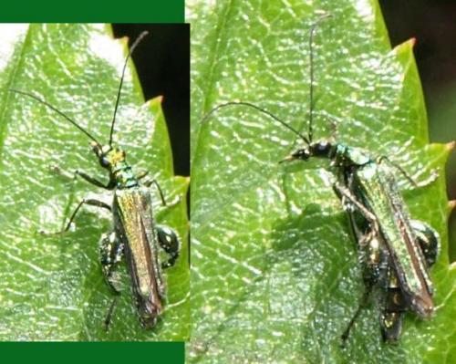 Oedemera nobilis