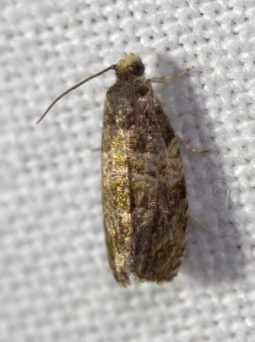 Réf. 126 293 : Celypha aurofasciana