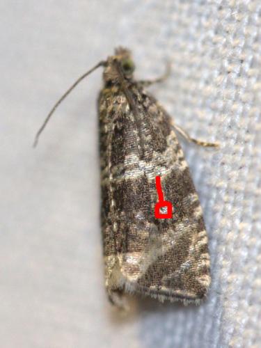 Celypha lacunana