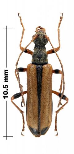 Fallacia elegans