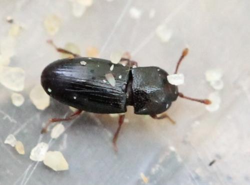 Cerylon sp.