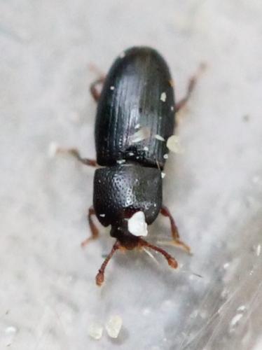 Cerylon sp.
