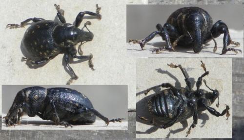 Liparus germanus