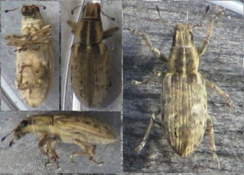 Sitona humeralis
