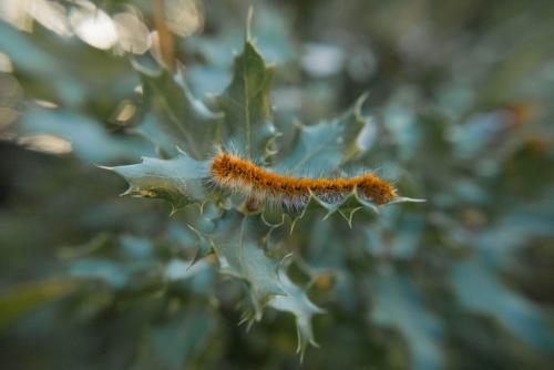 Lasiocampa trifolii