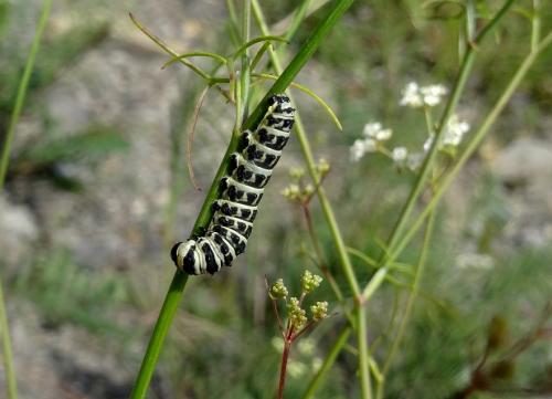 Papilio alexanor
