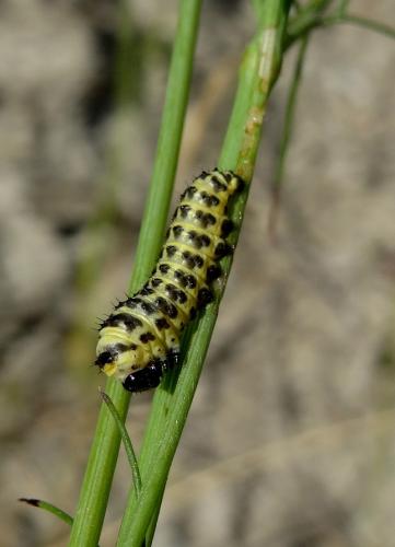 Papilio alexanor