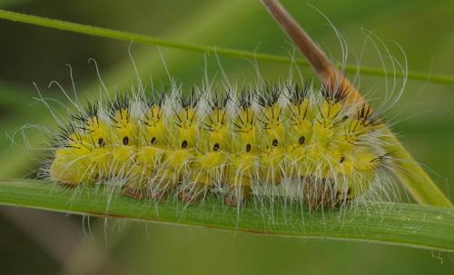 Réf. 126 526 : Saturnia pavonia