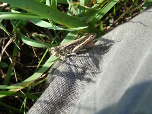 Chorthippus sp.