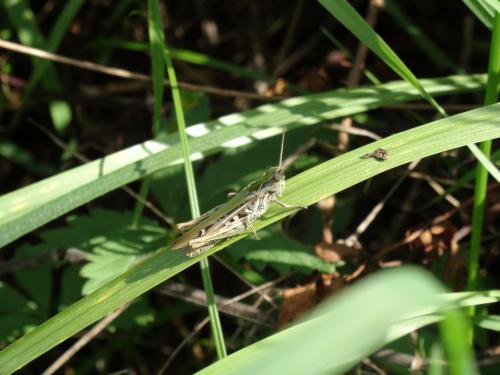 Chorthippus sp.