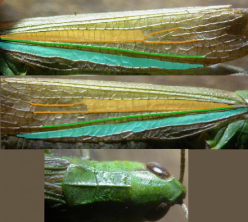Réf. 126 991 : Pseudochorthippus parallelus
