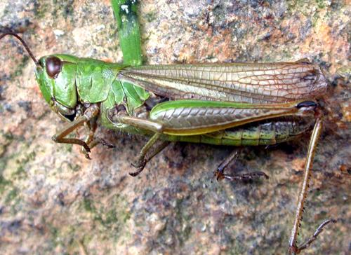 Réf. 126 990 : Pseudochorthippus parallelus