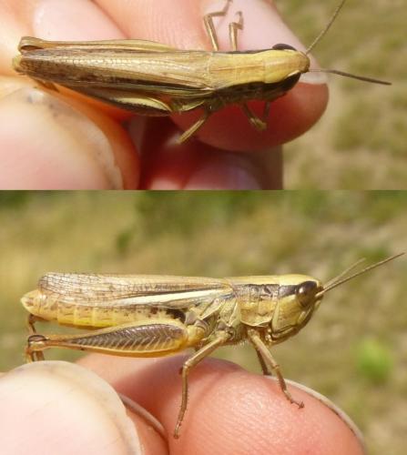 Euchorthippus declivus