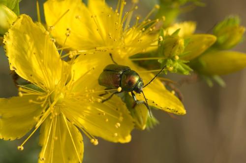 Cryptocephalus sp.