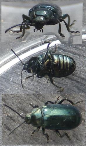 Phratora sp.