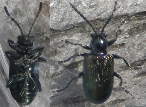 Oulema sp.