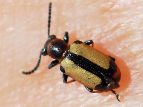 Crioceris paracenthesis