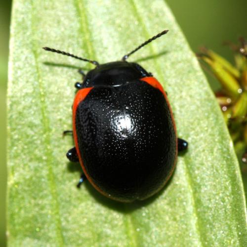 Chrysolina rossia