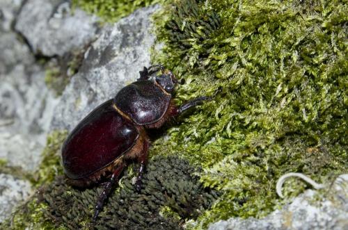 Réf. 126 404 : Oryctes nasicornis