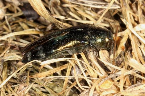 Réf. 126 910 : Coraebus fasciatus