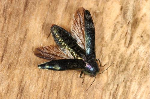Réf. 126 911 : Coraebus fasciatus