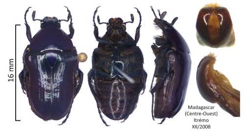 Coptomia jarrigei