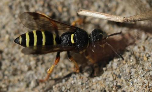 Hoplisoides punctuosus