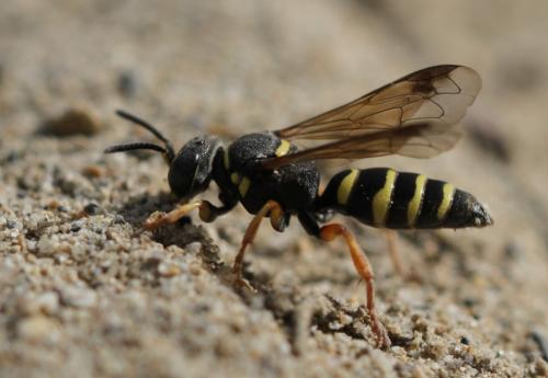 Hoplisoides punctuosus