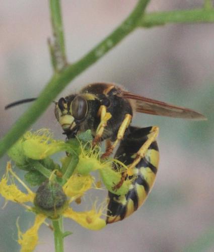 Stizus hispanicus