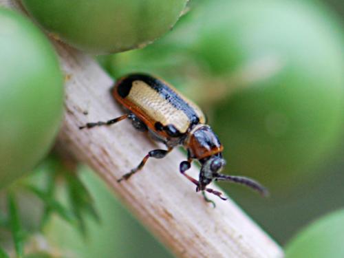 Crioceris paracenthesis