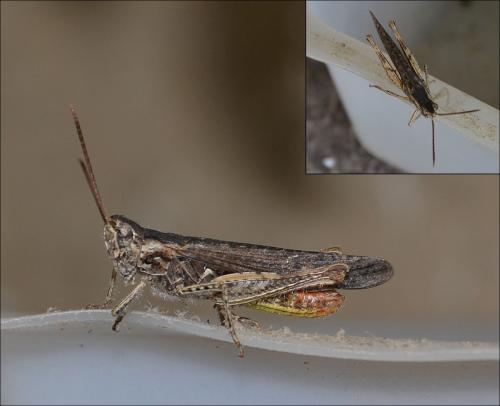 Réf. 126 130 : Chorthippus brunneus brunneus