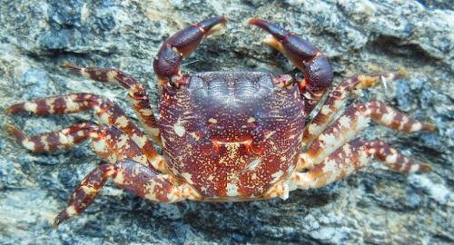 Pachygrapsus marmoratus