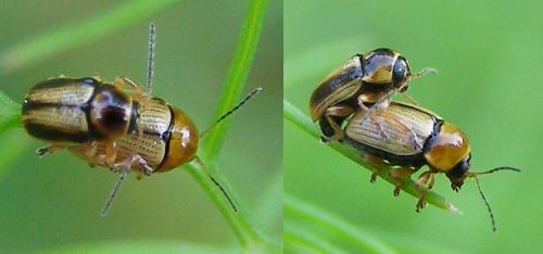 Réf. 126 013 : Cryptocephalus connexus