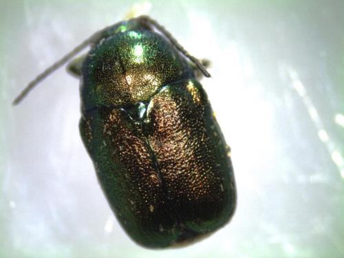 Cryptocephalus sp.