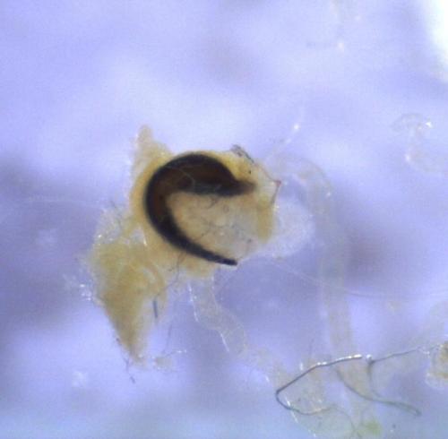 Cryptocephalus sp.