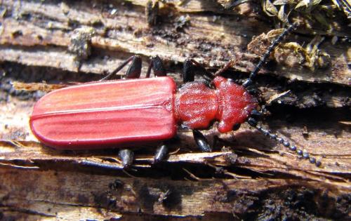 Cucujus cinnaberinus
