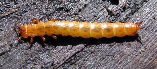 Réf. 126 502 : Cucujus cinnaberinus