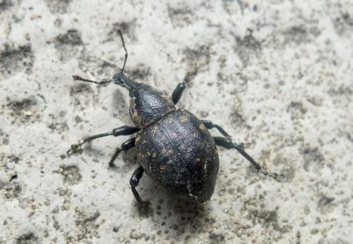 Liparus germanus