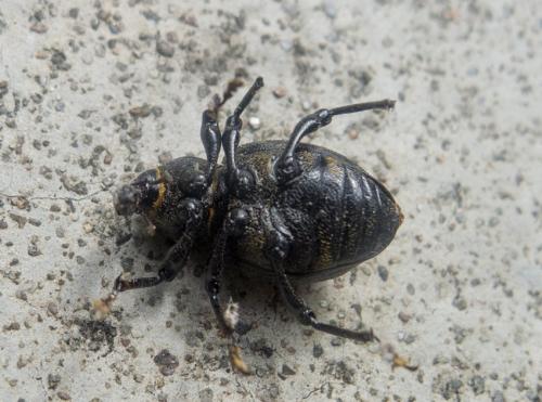 Liparus germanus