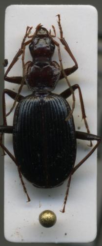 Platynus peirolerii